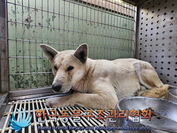 한국동물구조관리협회_441406202500008